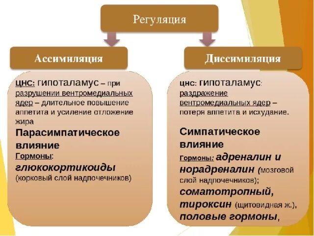 Пример процесса ассимиляции в организме человека. Ассимиляция и диссимиляция. Процессы ассимиляции и диссимиляции. Процессы обмена веществ ассимиляция и диссимиляция. Примеры процессов ассимиляции.