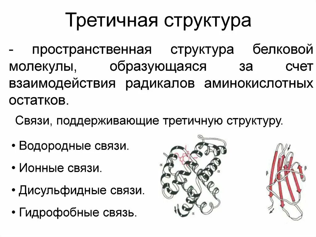 Белковая молекула третичная структура. Третичная структура белковой молекулы. Третичная структура белка связи. Третичная структура белков обусловлена связями.