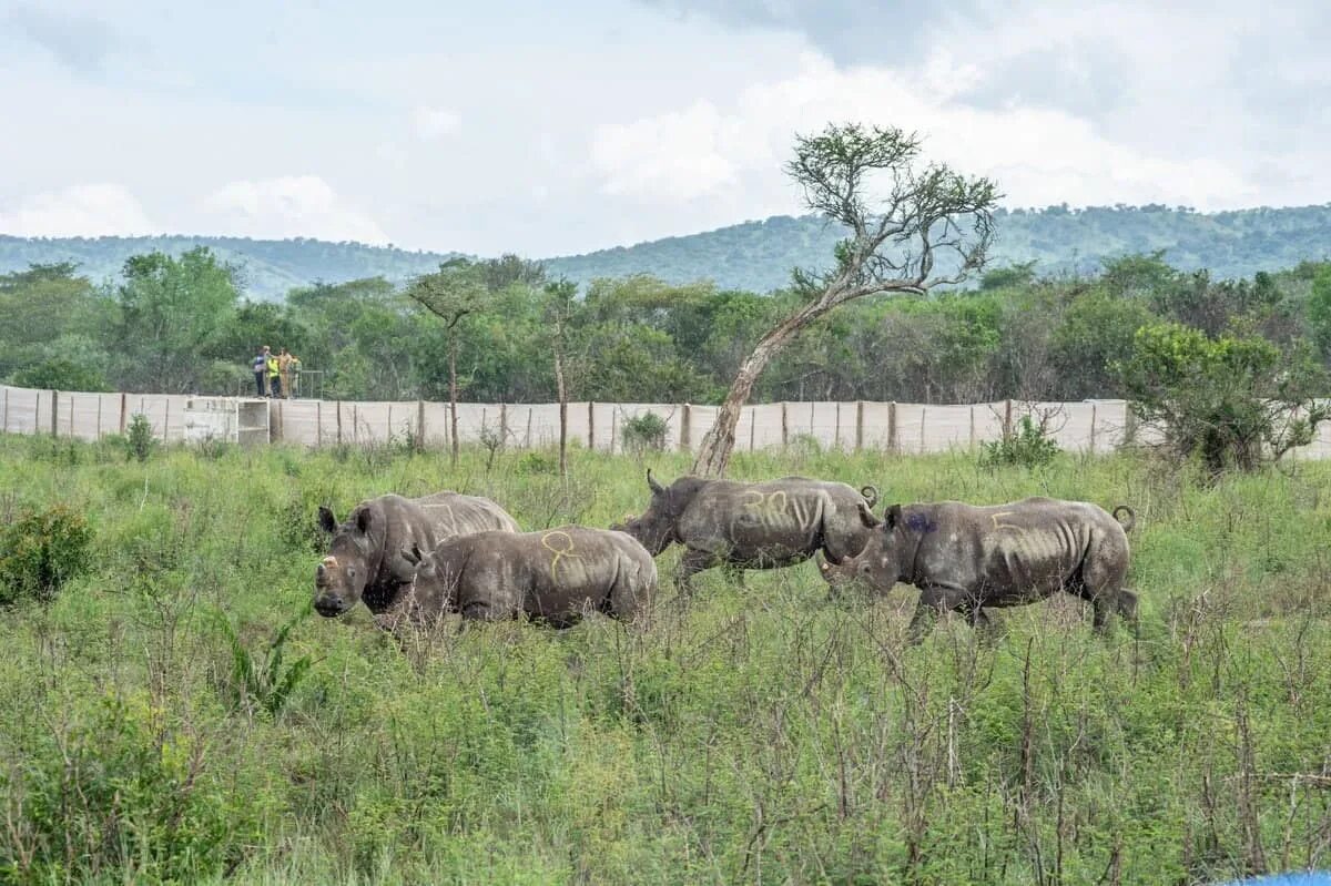 Национальный парк Акагера Руанда. Национальный парк Маново-Гоунда-сен-Флорис. Носорог ЮАР. Руанда животные. Юар что произошло