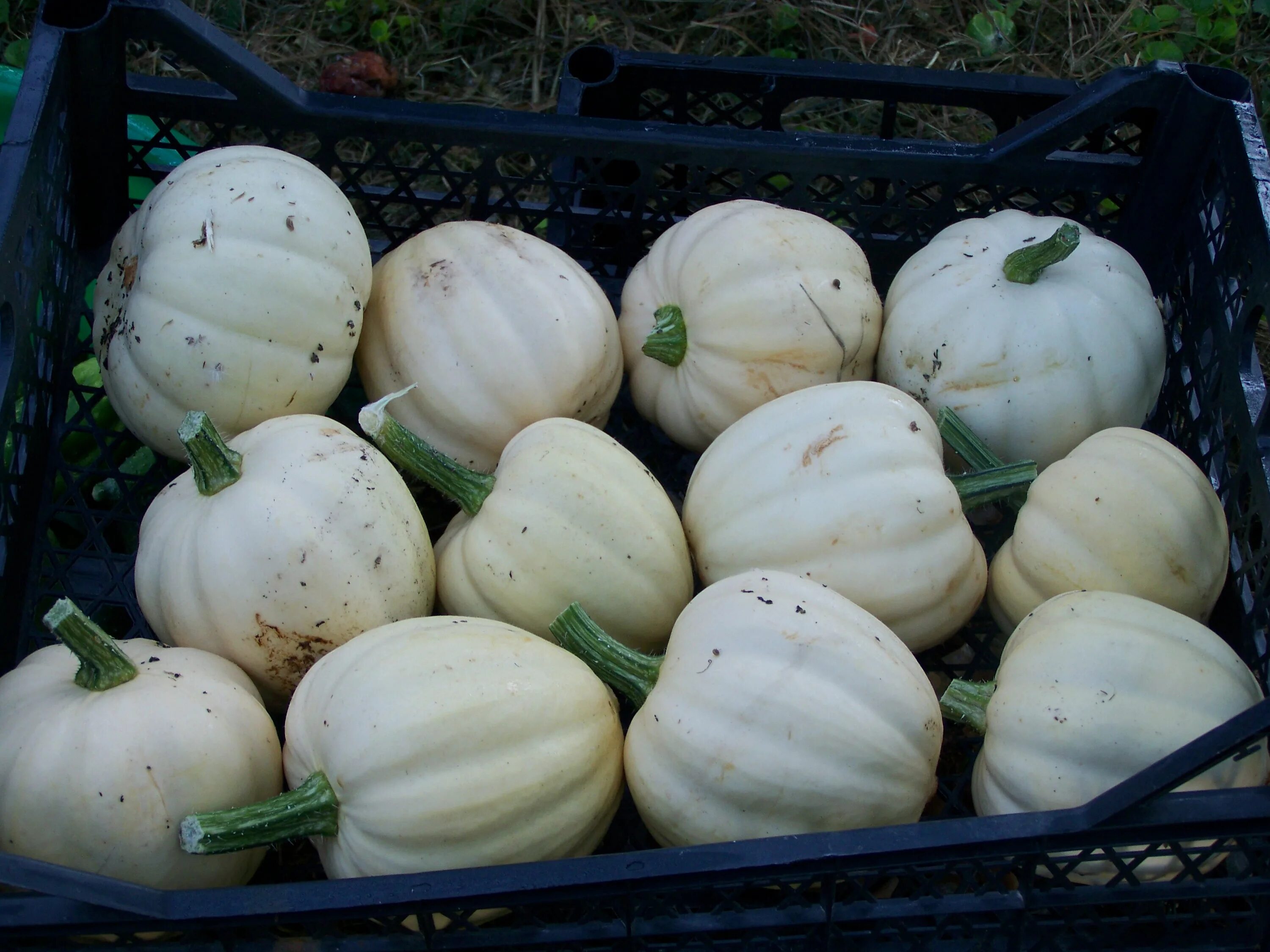 картофельная тыква. картофельная тыква. тыква акорн белый купить семена. помидор тыква. тыква с картошкой.