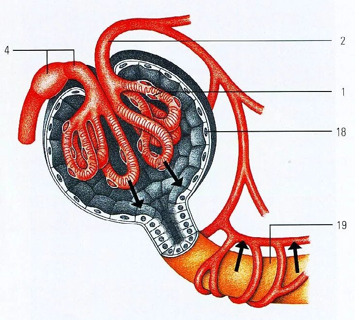 Нефрон капсула боумена. Капсула клубочка нефрона. Поченные клуочки нефрон. Нефрон капсула Шумлянского Боумена. Почечное тельце нефрона.