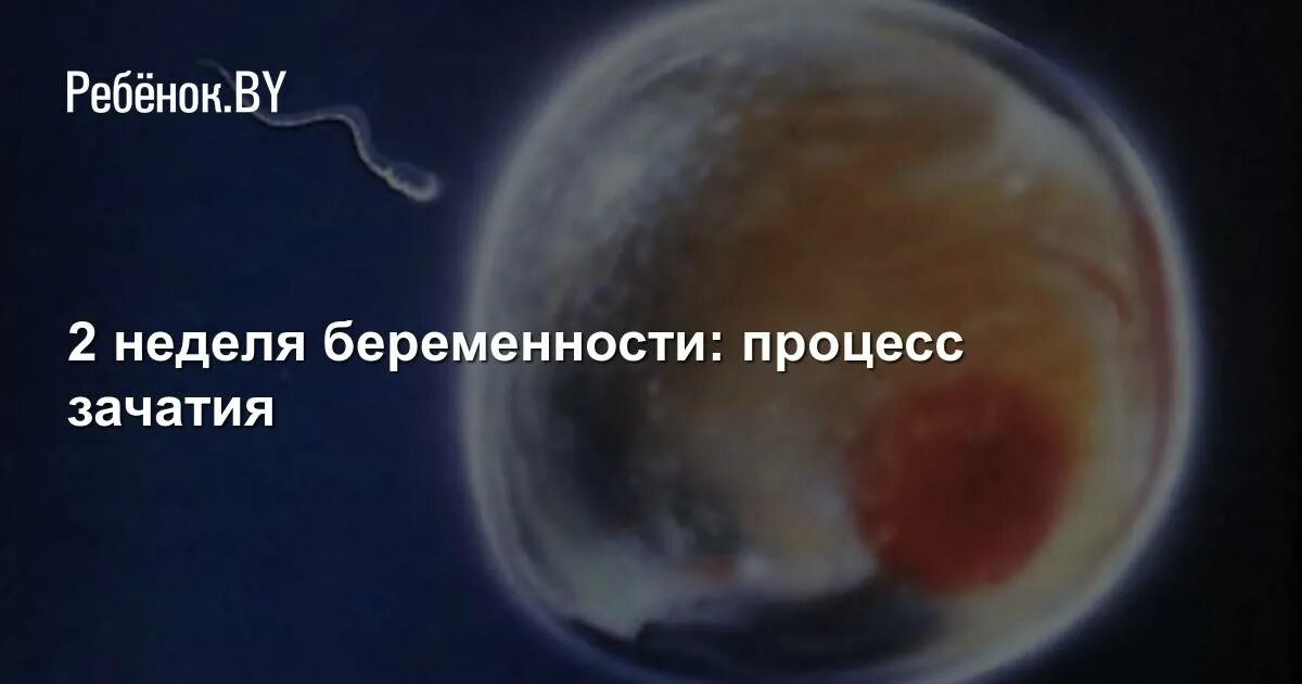 Беременность 2 недели от зачатия. Плод 2 недели беременности от зачатия. 2 Неделя беременности после зачатия. Эмбрион на 2 недели беременности от зачатия. Отзывы первые недели беременности