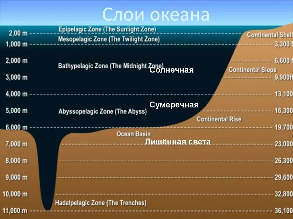 Глубинные зоны океана. Океанические зоны по глубине. Вертикальные зоны океана. Глубинные слои океана.