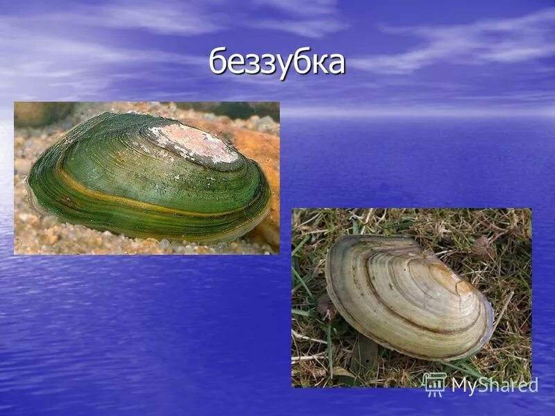 беззубка сифоны. наружное строение двустворчатых моллюсков. внутреннее строение двустворчатых. тела двустворчатого моллюска. растения и животные реки камы.
