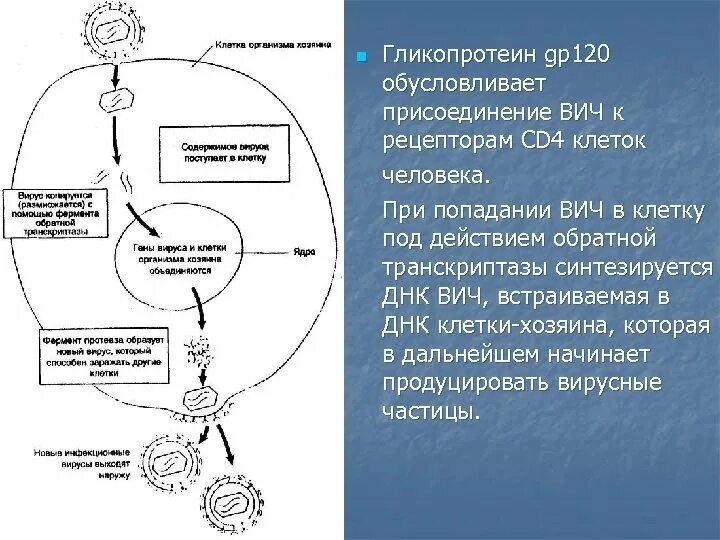 Встраивание вируса в клетку. Размножение вирусов ВИЧ. Цикл ВИЧ вируса.