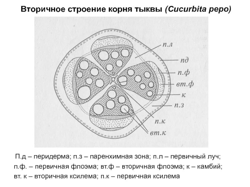 Тыква растет. Тип корневой системы у тыквы. Корешок тыквы. Корешок тыквы. Поперечный срез корня тыквы обыкновенной.