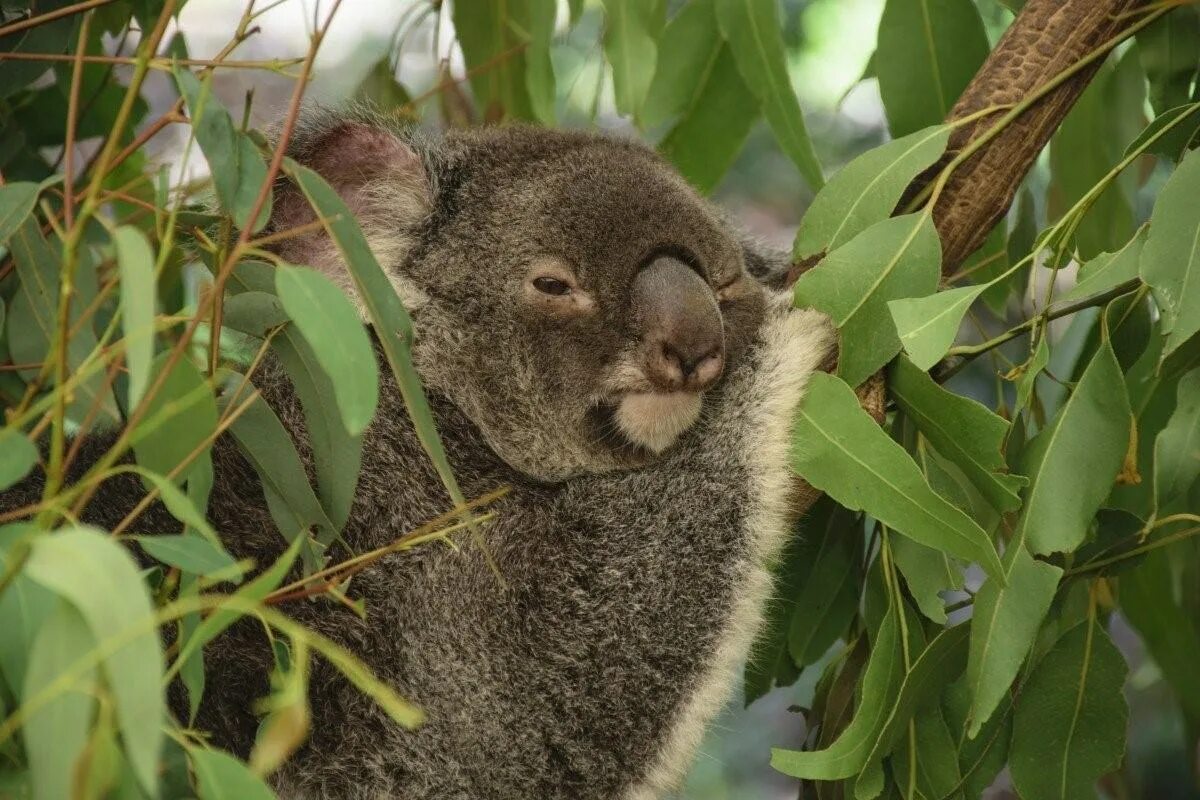 Коала отзывы. Австралия фауна коала. Эндемики коала. Эндемики Австралии. Сумчатые эндемики.