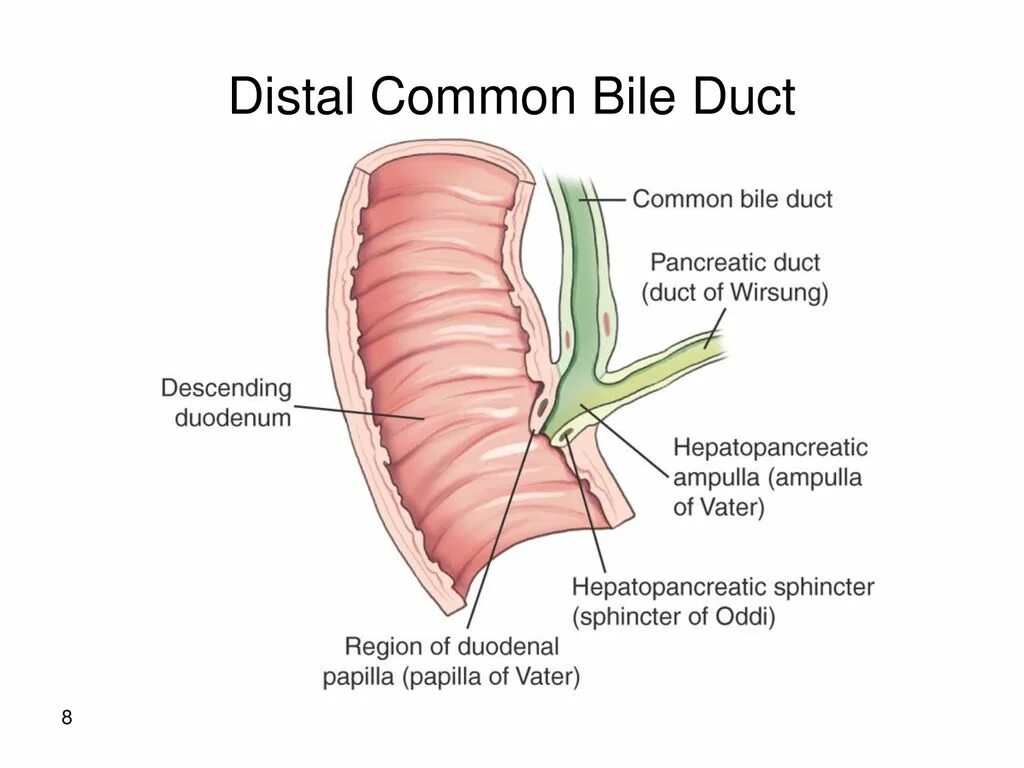 Поджелудочная железа сфинктер Одди. Сфинктер Одди расположение. Анатомия сфинктера Одди. Сфинктер Одди расположение на теле человека. Сфинктер латынь