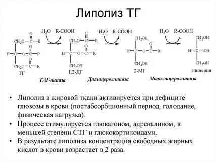 Тканевой липолиз
