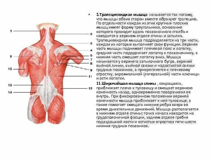 Трапециевидная функция. Функции средней части трапециевидной мышцы. Трапециевидная мышца анатомия функции. Трапециевидная мышца верхняя часть анатомия. Функция трапециевидной мышцы туловища.