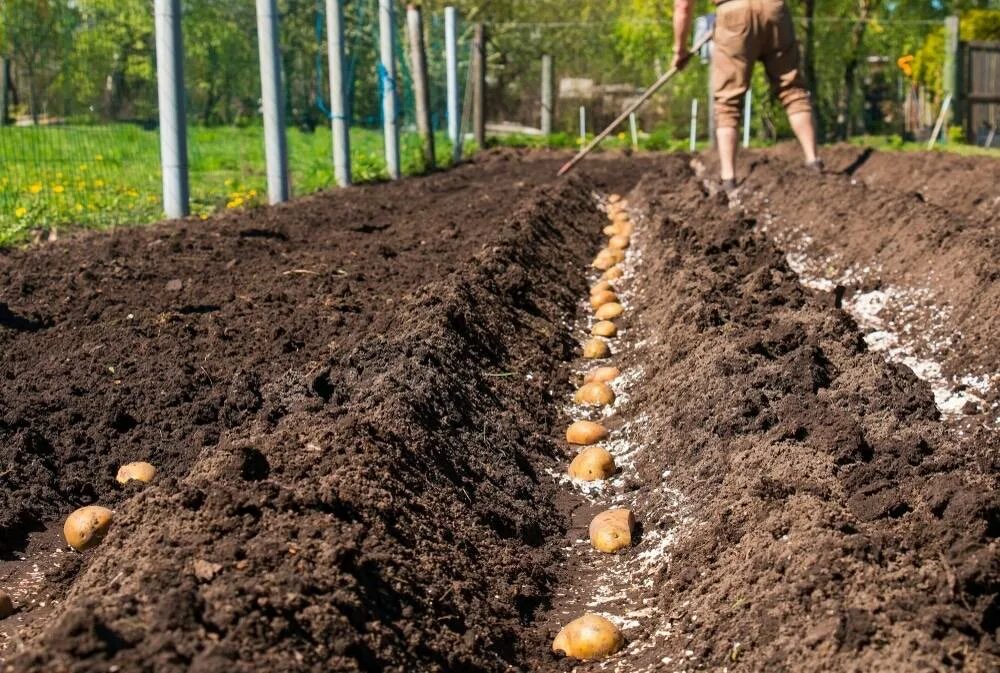 Когда сажать картофель в грунт. Посадка картофеля. Лунки для картофеля. Грядка под картошку весной. Почва картошки.