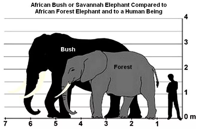 Слоны по сравнению с человеком. Африканский слон и мамонт сравнение. Сравнение размеров человека и слона. Размер слона и человека. Какой тип развития характерен для африканского слона