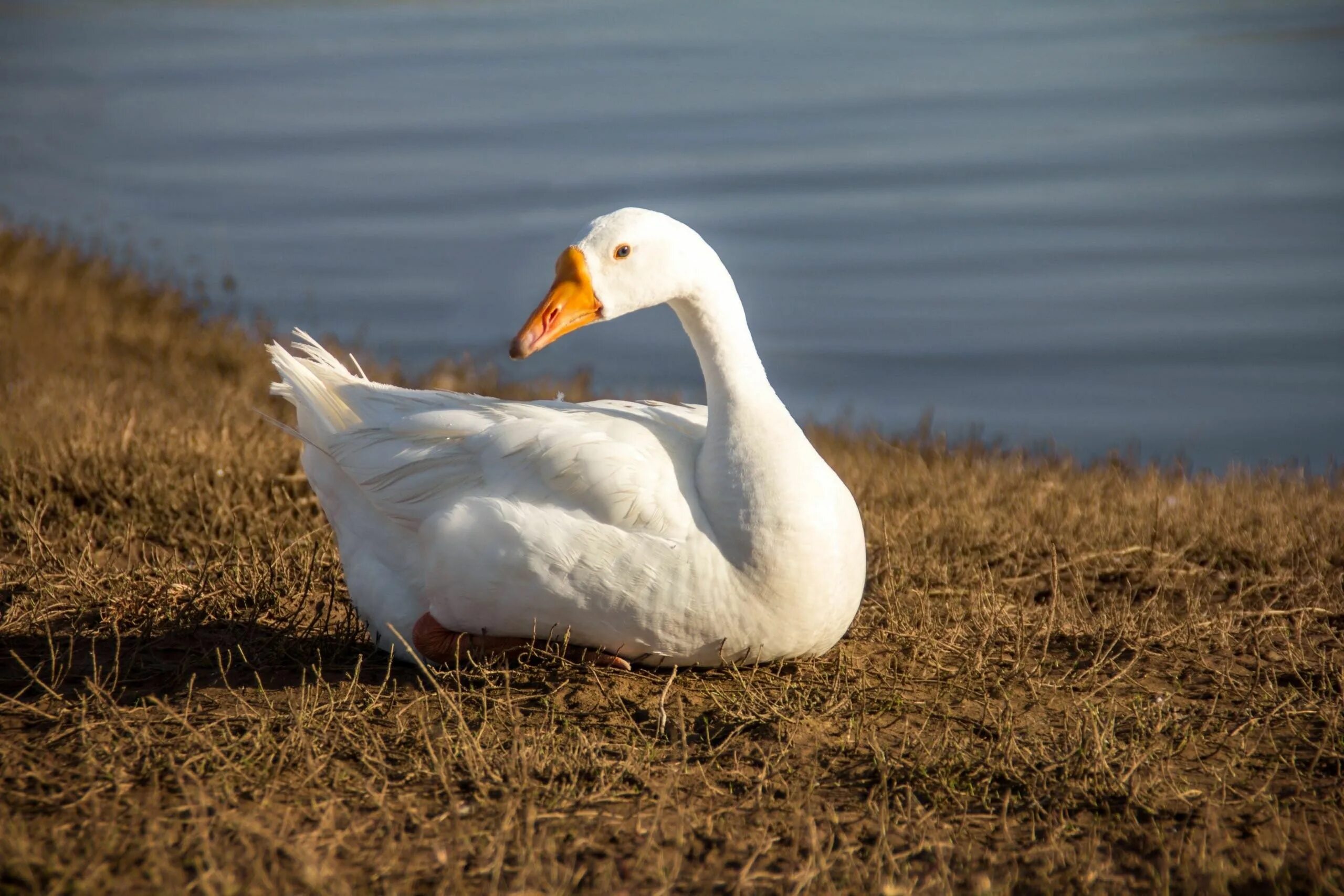 Селезень аргентинской утки. Усадьба крякв Goose Goose Duck. Белый Гусь. Утка белая.