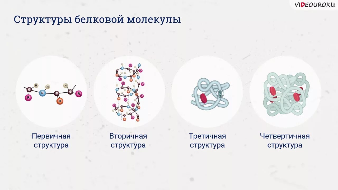 Структура белковой молекулы схема. Молекула белка схема. Назовите уровни организации структуры белковых молекул,. Схема структура белковых молекул. Молекула белка уровни организации белковой молекулы