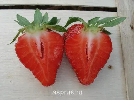 Клубника джоли отзывы фото