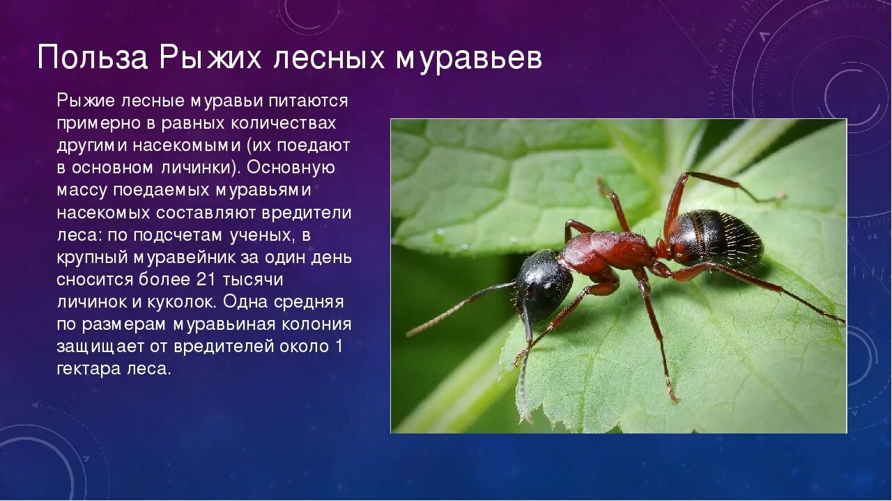 Муравей. Полезные насекомые муравьи. Информация о муравьях. Описание муравья.