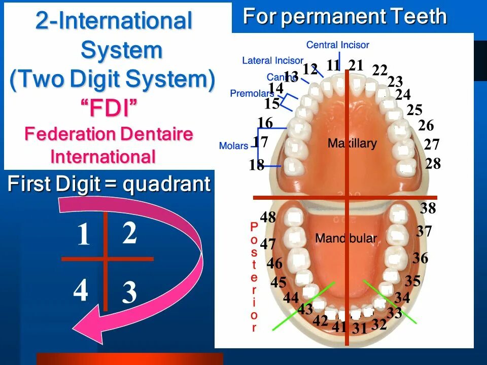 International numbering. FDI зубы. Зубная формула FDI. Dental numbering System. Система FDI зубов.