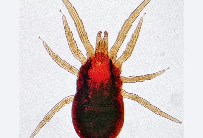 6 Tips and Tricks so You Can Avoid Ticks Lakehead University