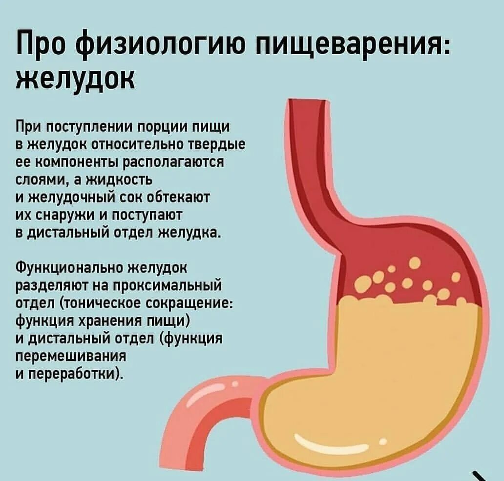 Кислота на голодный желудок. Желудок и желудочный сок.