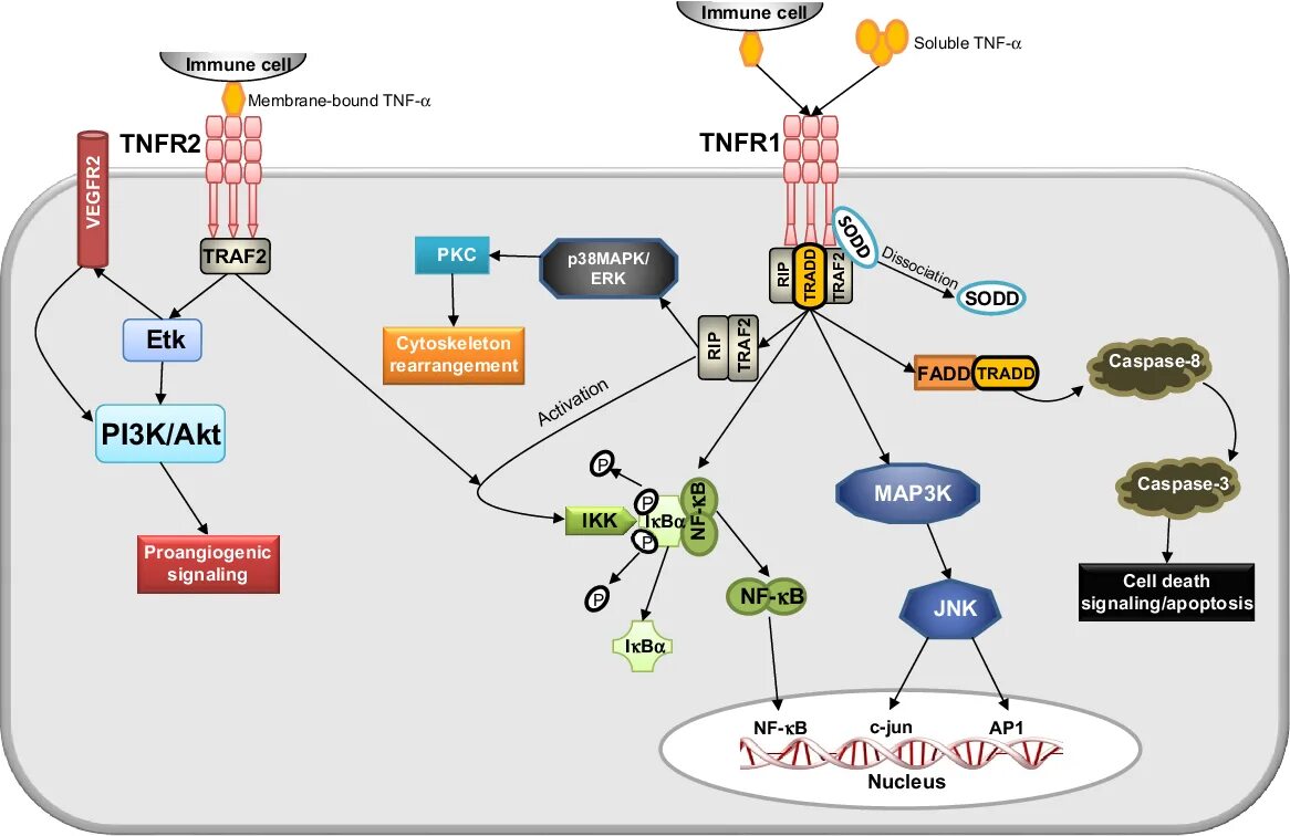 Use https doi org. Tnf2 Pathway. TNF это в медицине. TNF физиология. TNF-Α.