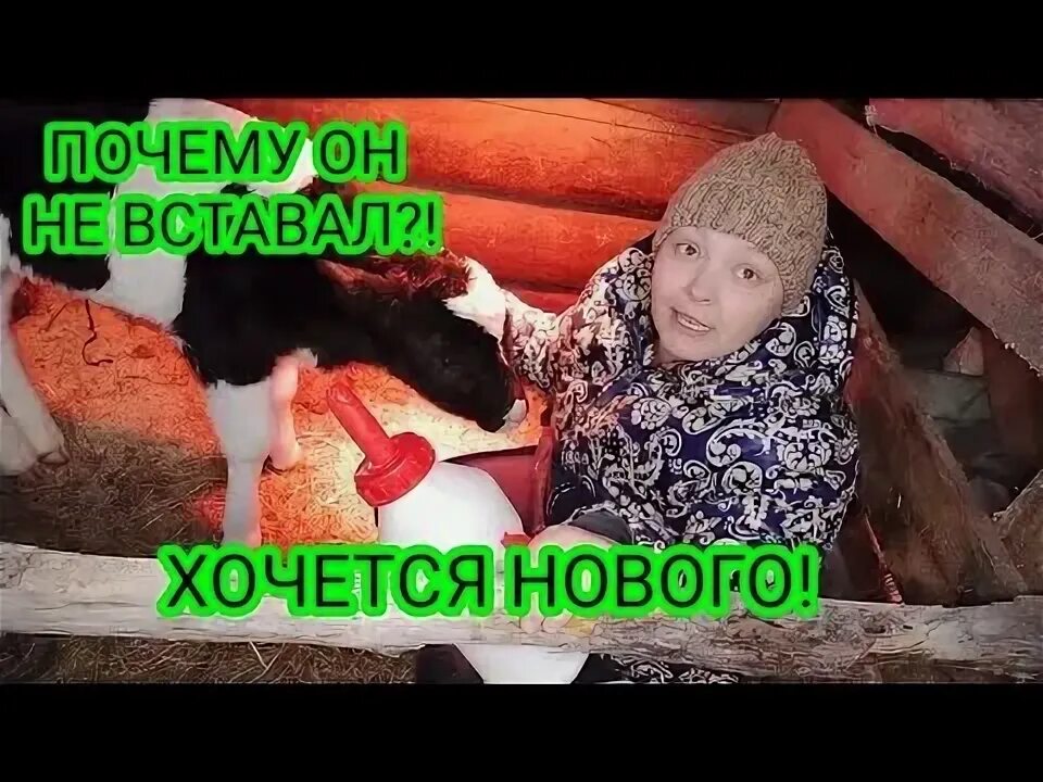 Почему теленка назвали теленком