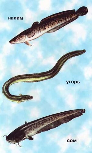 Сомовые рыбы представители. Отличие сома и налима. Silurus asotus. Отличие сома. Сом солдатова красная книга.