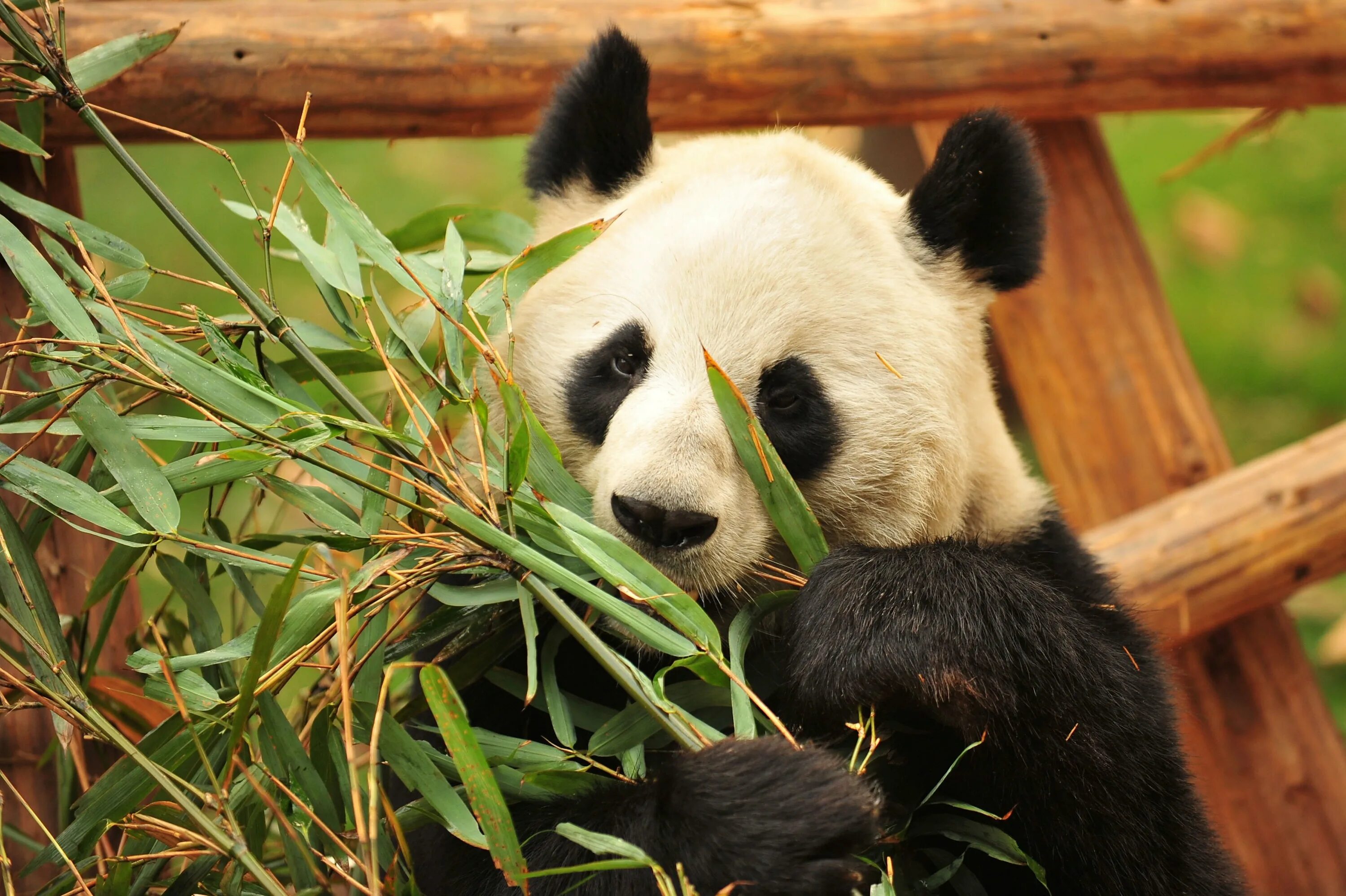 китай панда бамбук. панда в цветах. красивая панда. панда с цветами. панда в бамбуковом лесу.