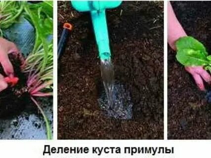 Когда можно рассаживать примулу