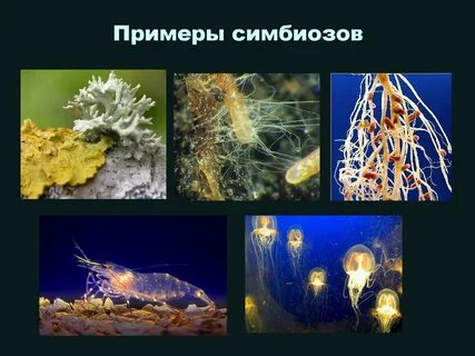Виды симбиотических организмов