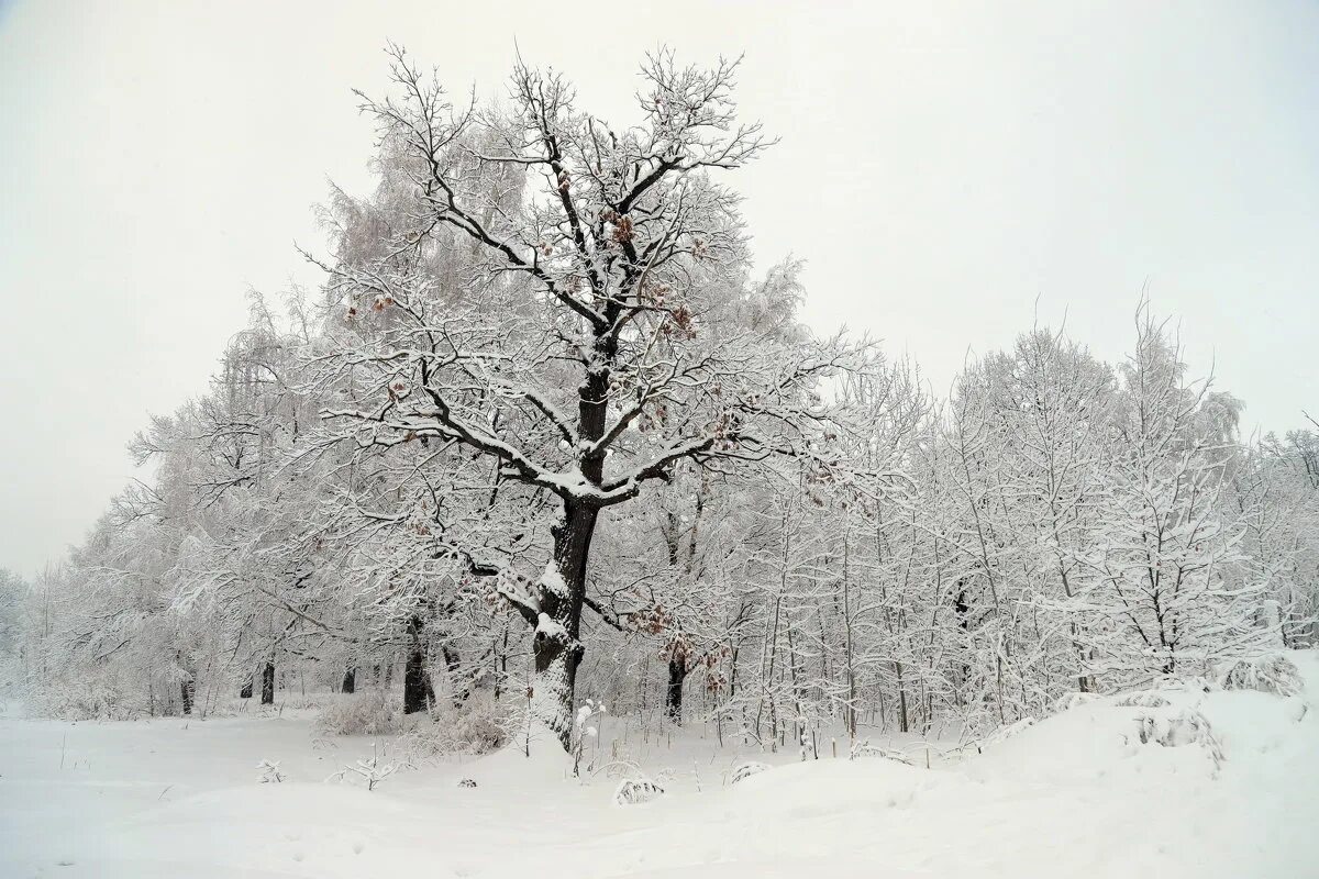 зимний дуб слушать. заснеженные деревья. иней на деревьях. дуб зимой. дуб зимой.