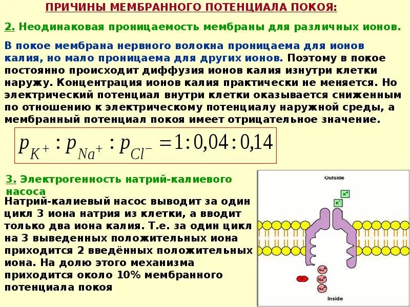 Потенциал мембраны клетки. Величины потенциала покоя для клеток разного типа. Мембрана покоя потенциал для ионов натрия. Факторы мембранного потенциала покоя.