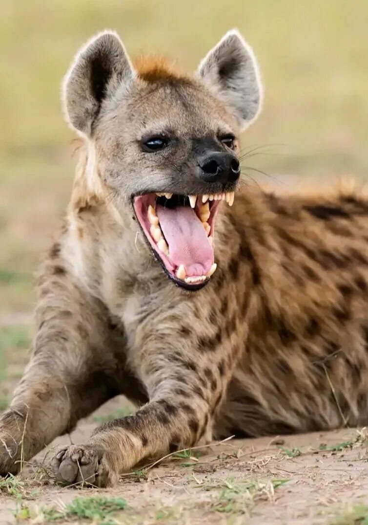 Кавказская гиена. Гиены пятнистая гиена. Животные Африки гиена. Детеныш пятнистой гиены.