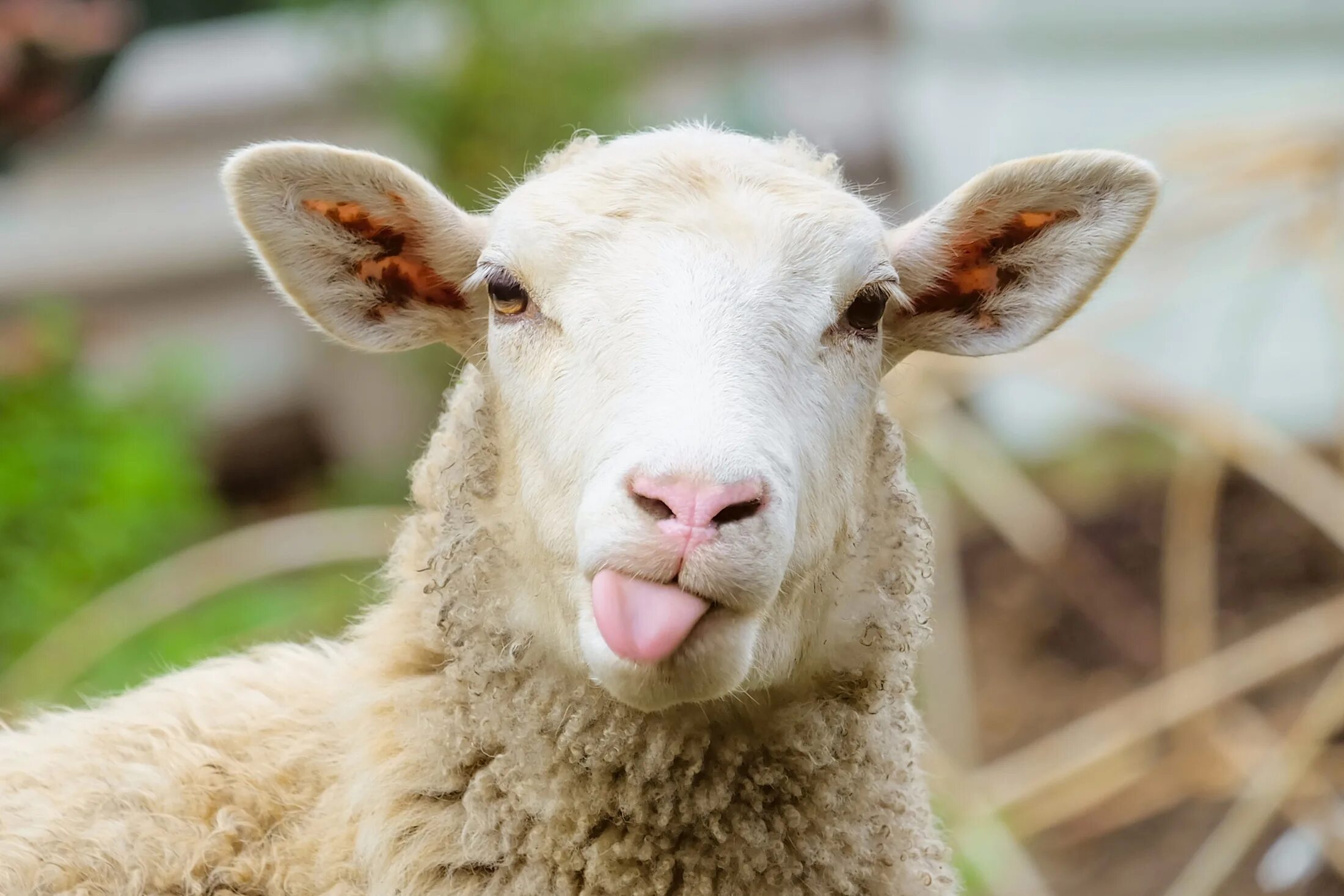 Овцы лохи. Sheep mating. Стадо людей. Лойский баран. Овцы долан кайла.