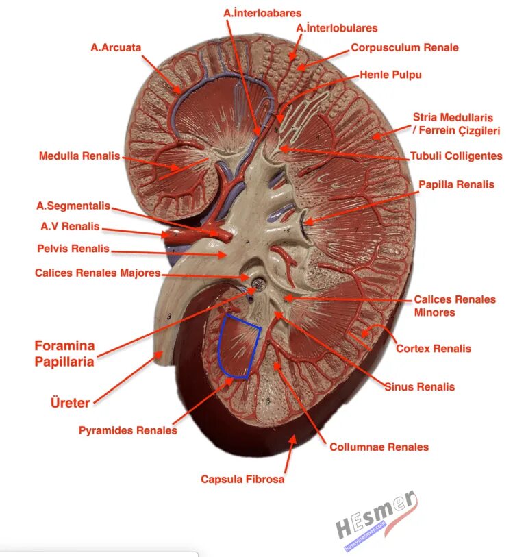 Area cribrosa renalis. Формы pelvis renalis. Hilum renalis. Sinus renalis анатомия. Renalis перевод с латинского.
