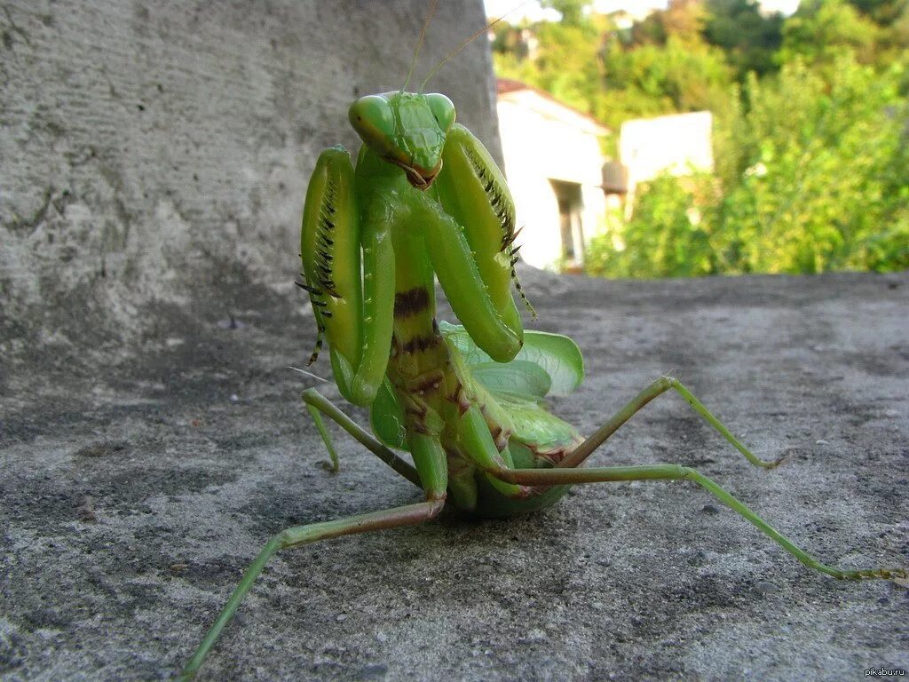 Сколько живут богомолов