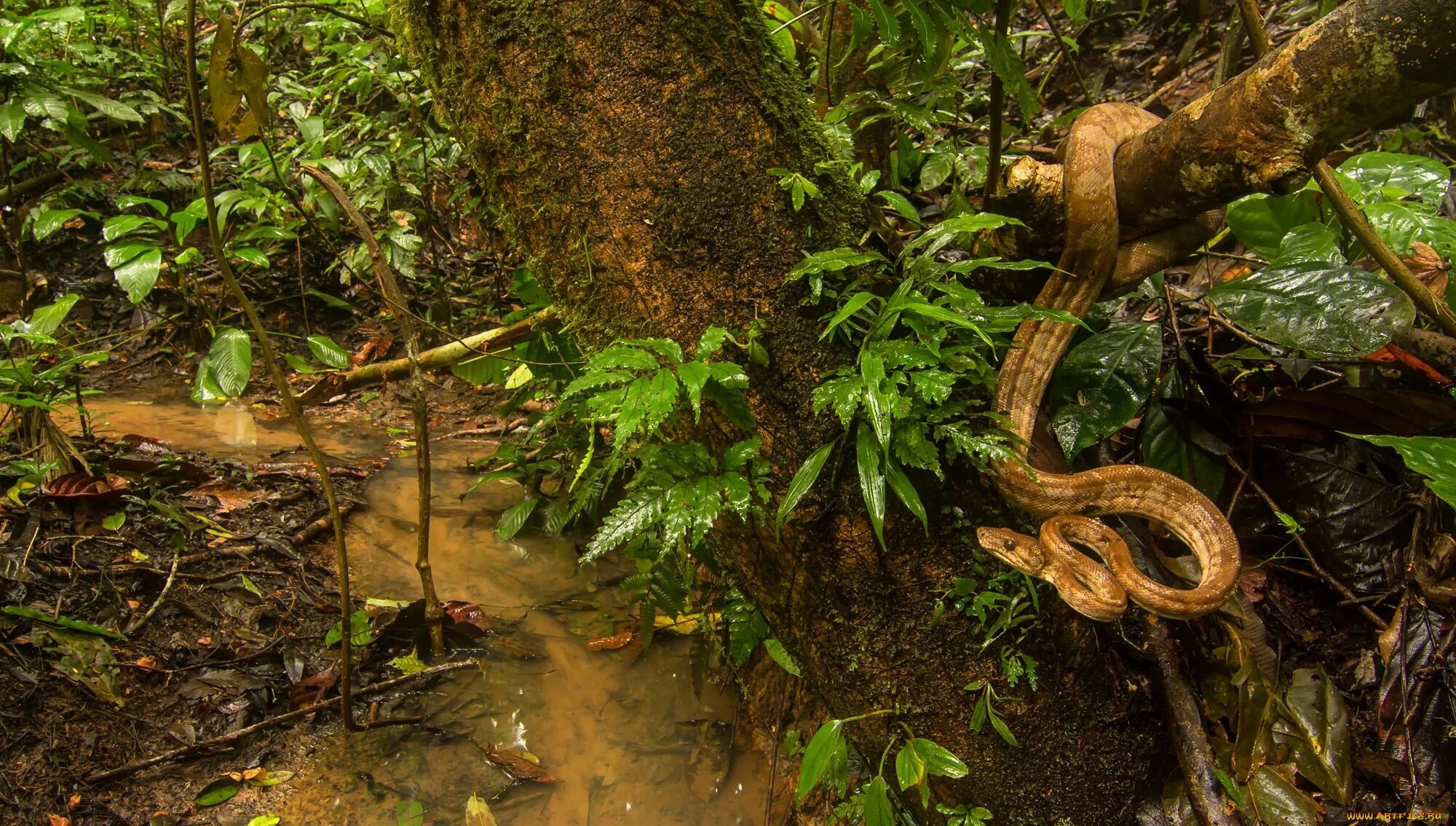 Сельва питон. Анаконда в джунглях амазонки.
