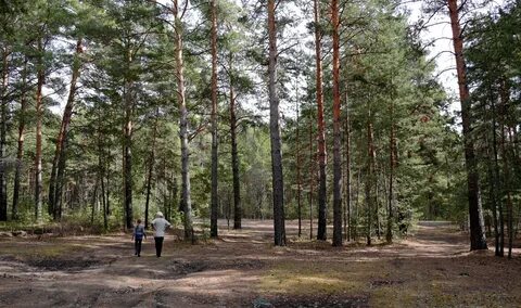 Какая погода в сосновом бору