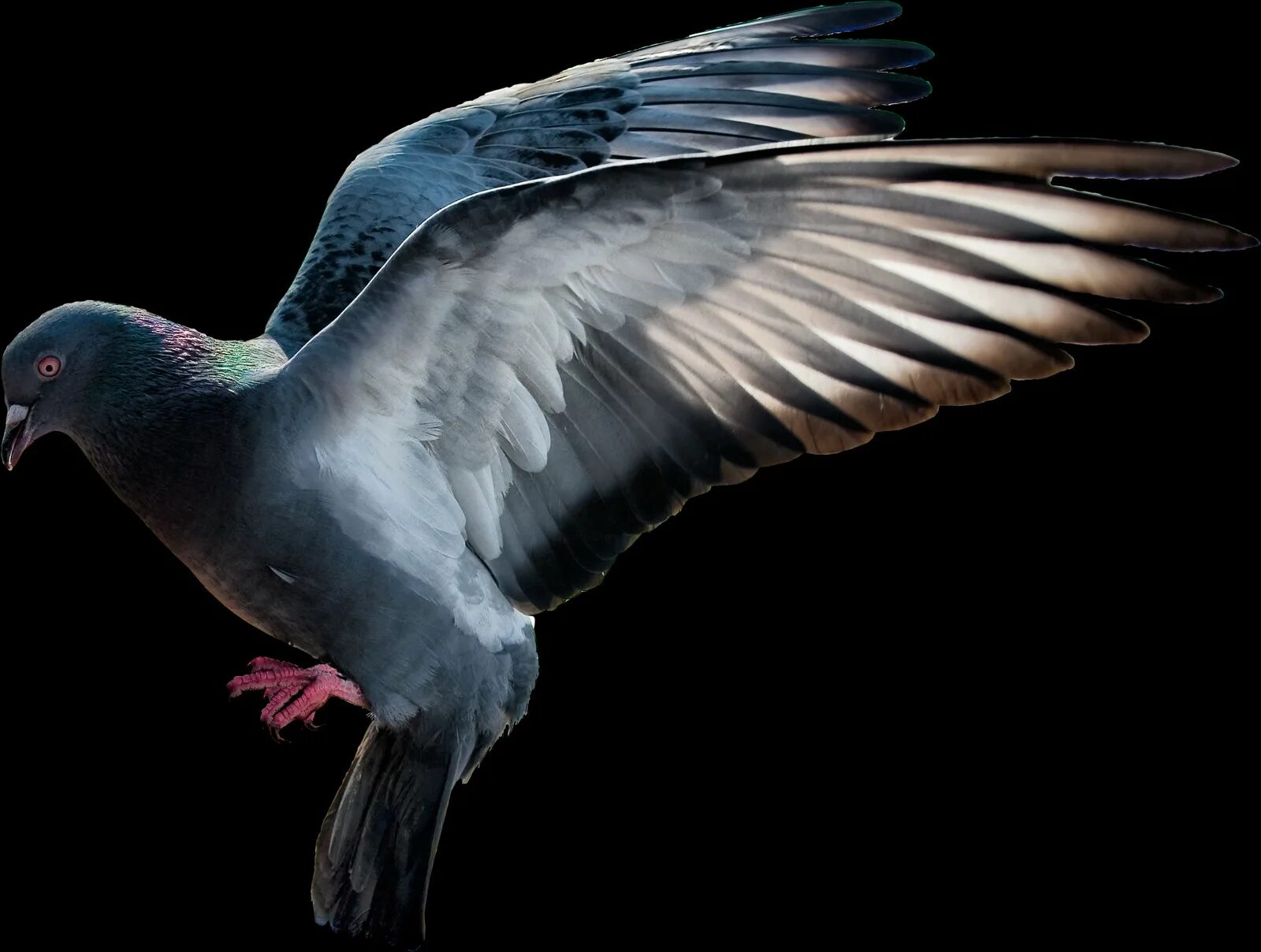 Flying pigeon. Белая птица на прозрачном фоне. Пиджеон голубь. Flying pigeon. Голубь в полете.