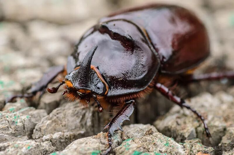 жук навозник скарабей. жук скарабей жук навозник скарабей навозник. жук мягкотелка. муравьи-кефалоты (cephalotes). фотоклуб zooom.