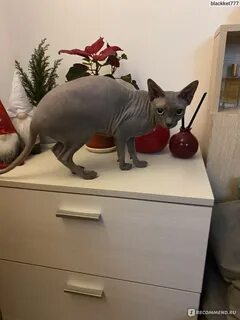 Коты большой камень
