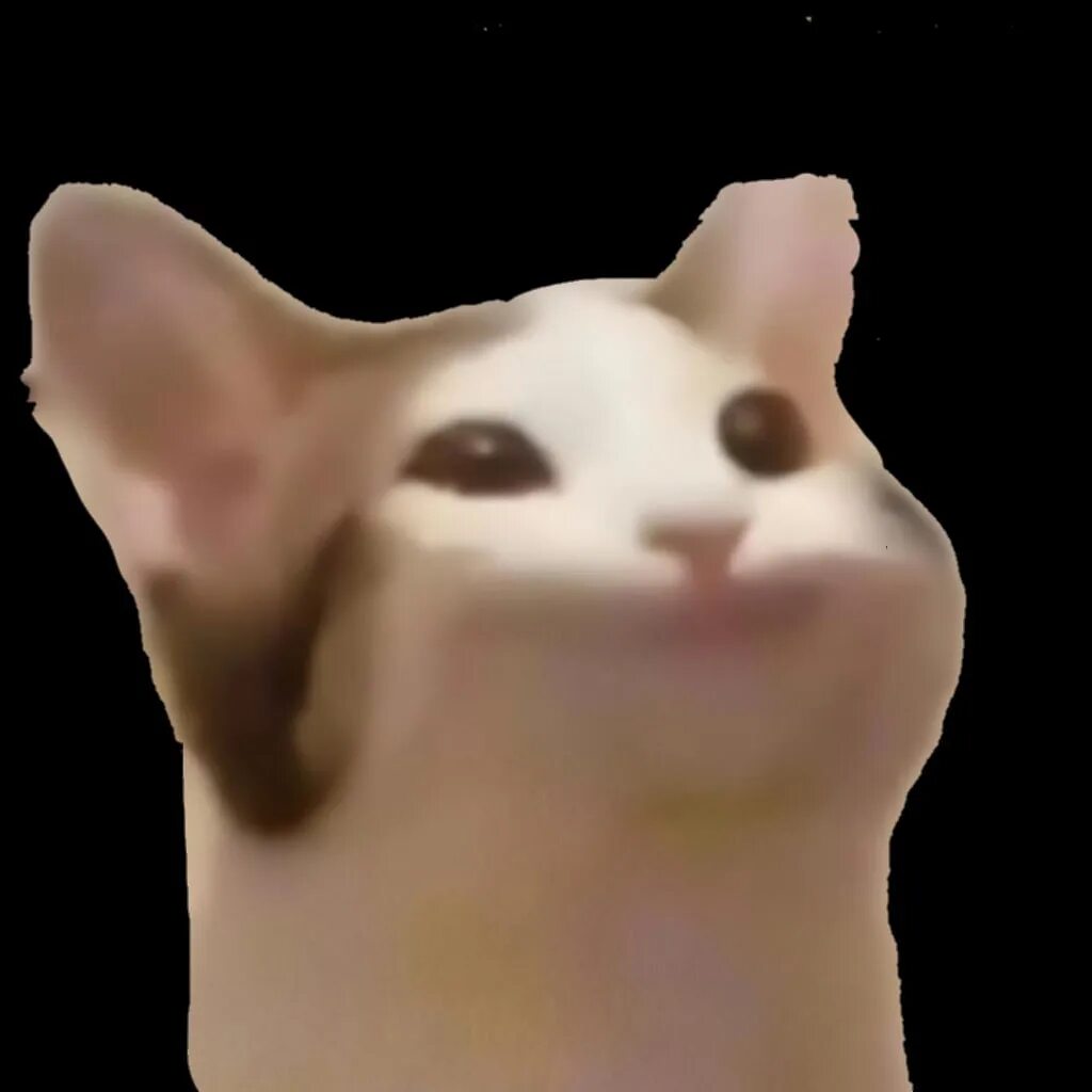 Popcat click. Popcat. popcat gif. pop cat. popcat png.