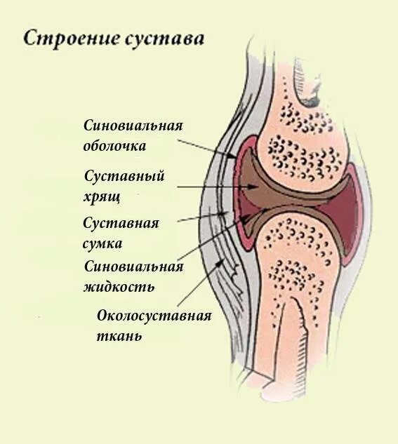Состав строения сустава. Строение сустава человека анатомия. строение сустава схема строения сустава. синовиальная жидкость коленный сустав строение. суставная жидкость на схеме.