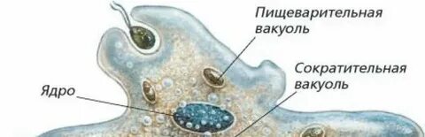 Амеба среда