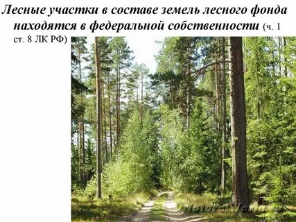 Основания собственность лесного участка