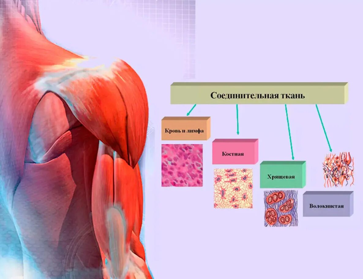 Функция соединительной ткани в мышцах. Заболевания соединительной ткани. Соединительная ткань. Соединительная ткань на теле. Поражение соединительной ткани.