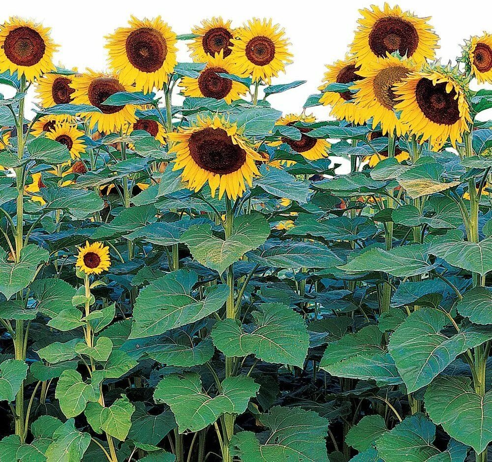 Как вырасти подсолнух. Sunflower тяга sunflower. sunflower брус sunflower. sunflower абуз. seed to flower timeline (подсолнух).