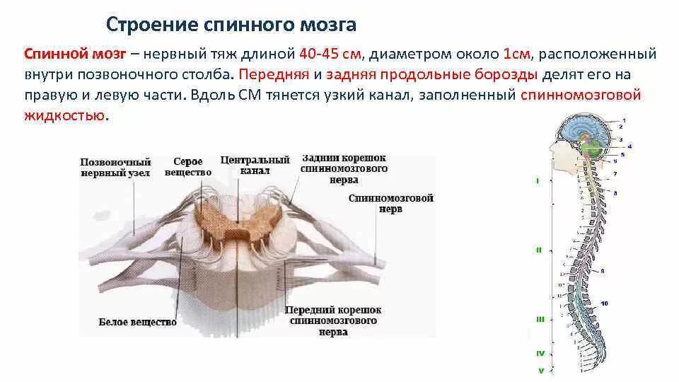 Строения и функции спинного мозга спинной канал. Нервная система схема спинного мозга. Нервная система человека спинной мозг строение и функции. Спинной мозг внешнее строение и функции.