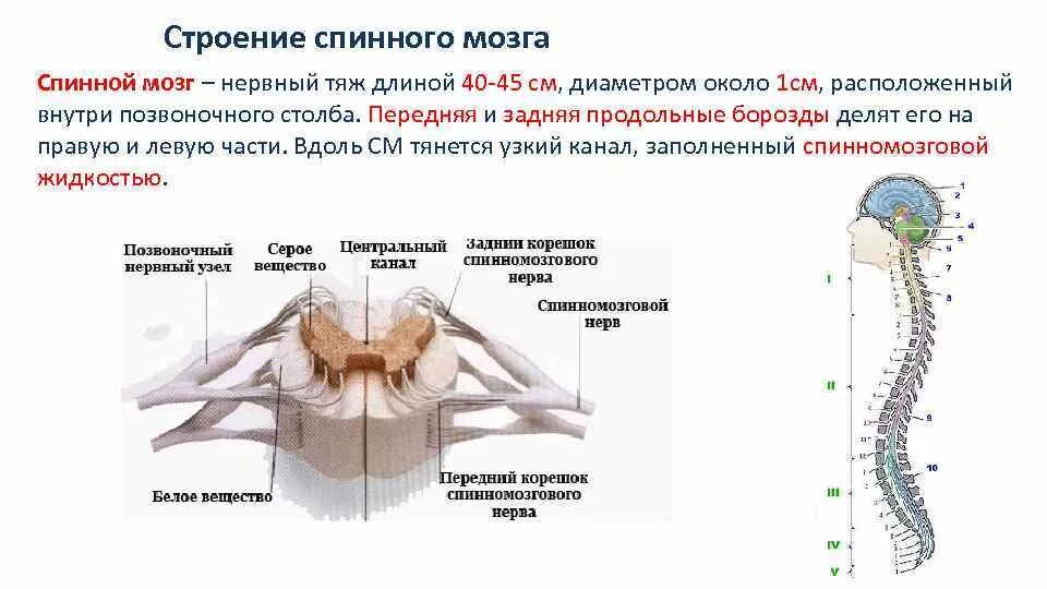 Строения и функции спинного мозга спинной канал. Нервная система схема спинного мозга. Нервная система человека спинной мозг строение и функции. Спинной мозг внешнее строение и функции. Какую функцию выполняет спинной мозг у акулы