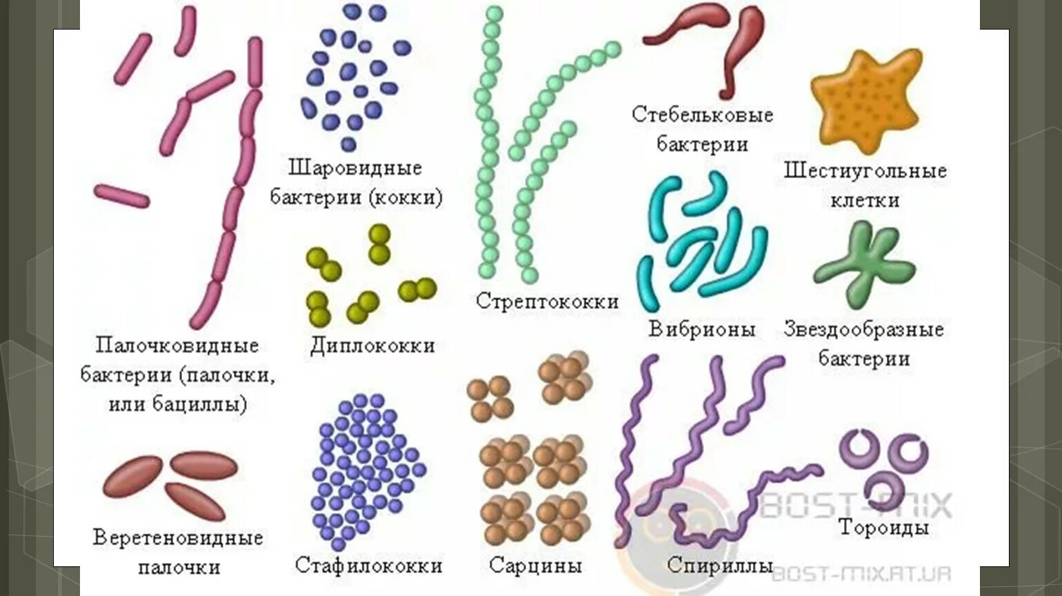 Примеры бактерий биология. Формы бактерий 9 класс биология. Бактерии названия 2 класс бациллы. Формы бактериальных клеток кокки. Формы бактерий (кокковидные, палочковидные, извитые)..