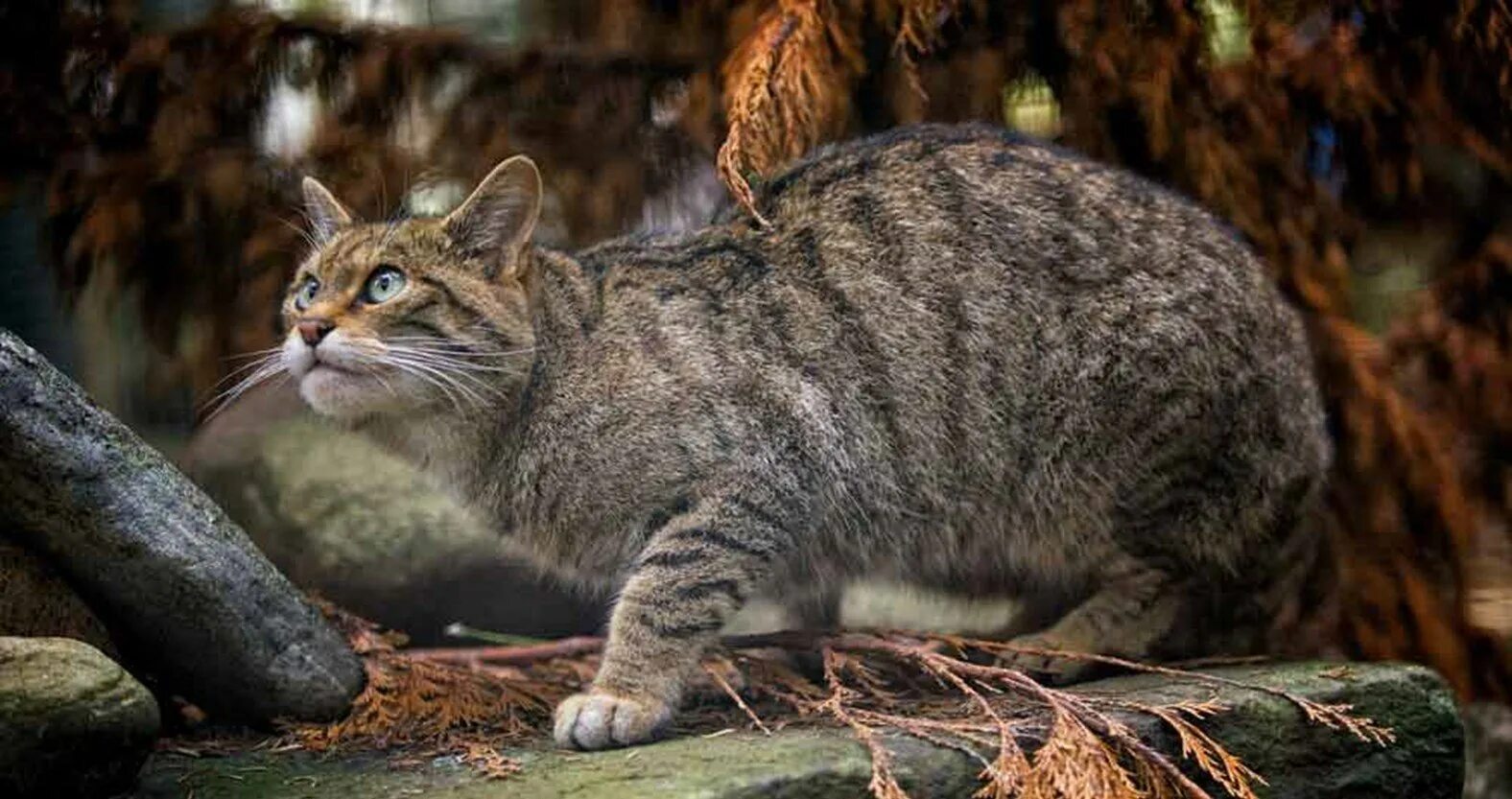 Европейский Лесной кот камышовый. Европейская Дикая Лесная кошка. Лесной кот Felis Silvestris. Среднеевропейский дикий Лесной кот.